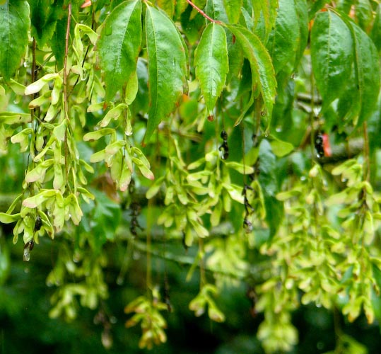 Acer cissifolium